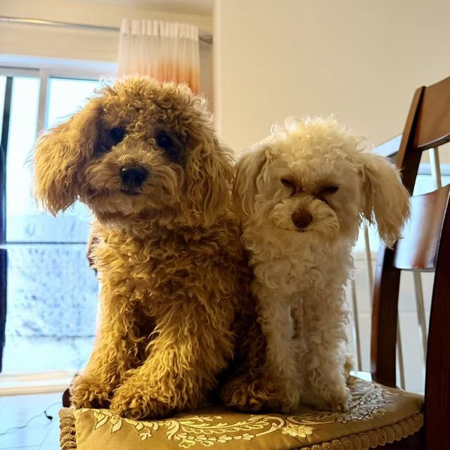 Milo and Lune sitting side by side on a chair, both looking at the camera