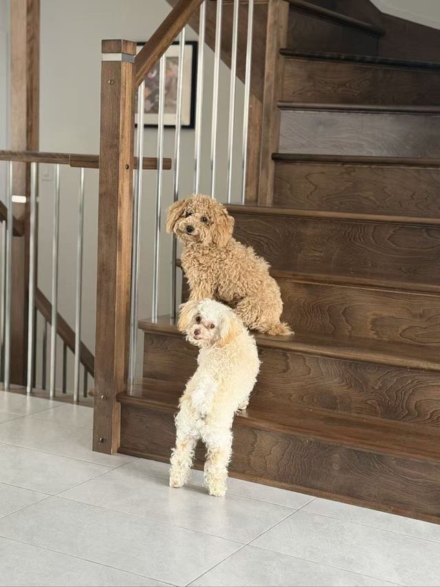 Milo and Lune on wooden stairs, both turning back to look at the camera