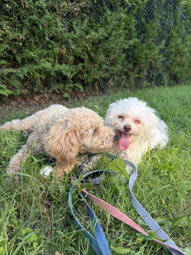 Milo nuzzling Lune on the grass; Lune’s eyes are closed and her tongue is out