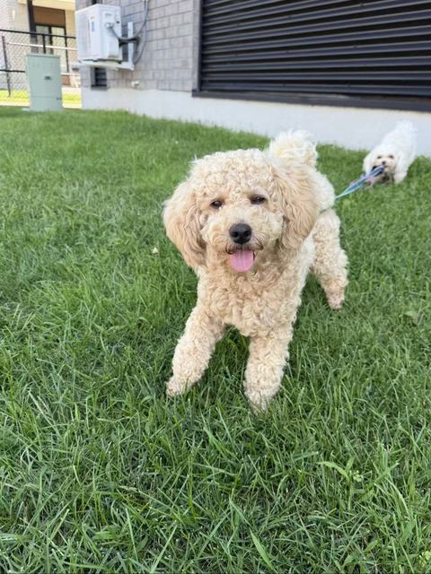 Milo standing on the grass, looking at the camera, with Lune beside him
