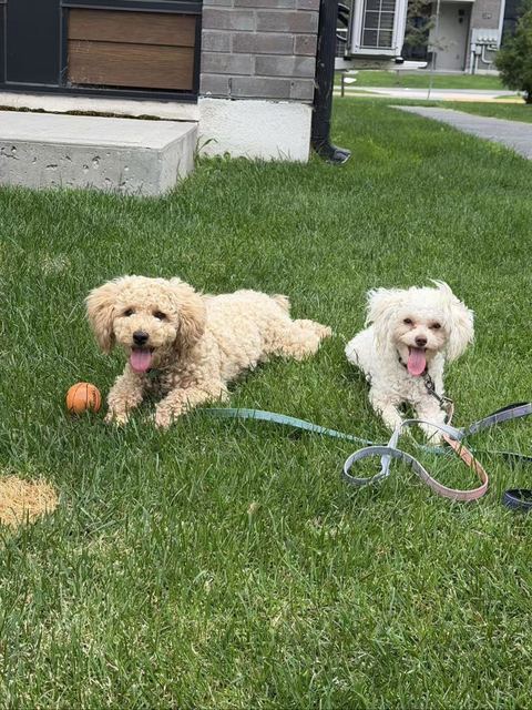 Milo and Lune lying on the grass, tongues out, with a small ball and leashes nearby