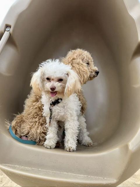 Lune in front and Milo behind, both sitting inside a playground slide tunnel