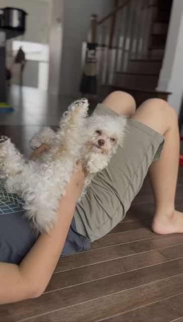 Lune lying on her back on a child’s lap, being gently held; the child’s face is not visible