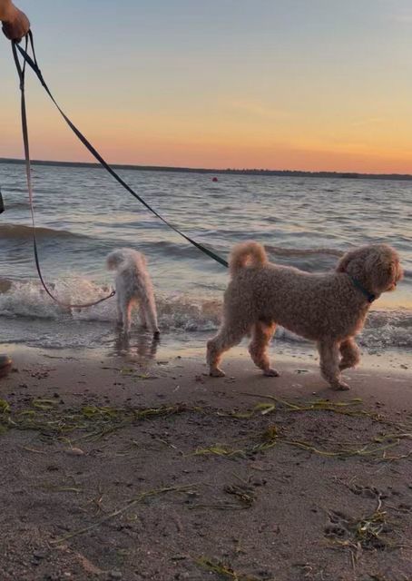 Milo and Lune walking along the beach at sunset, their leashes held in a hand