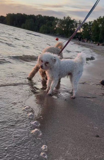 Milo and Lune standing in the sea at sunset, both on leashes held by a hand