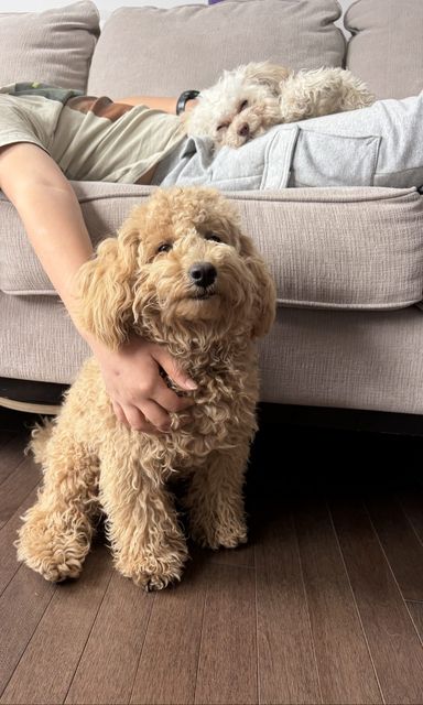 Milo sitting in front of a couch being petted by a hand, Lune asleep on the couch behind