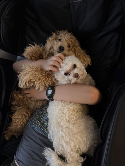 Milo and Lune being hugged together on a chair, arms wrapped around them