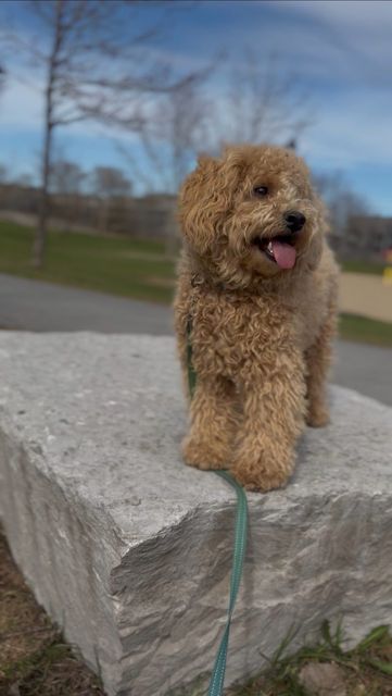 Milo standing on a stone ledge at the park with his tongue out